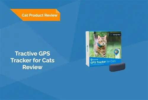 Tractive GPS Tracker for Cats סקירת 2023: חוות הדעת של המומחה שלנו