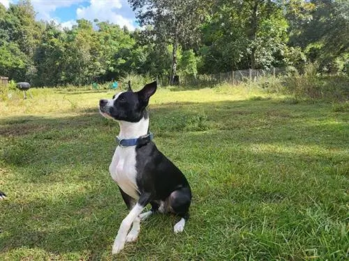 cachorro com fitbark gps sentado ao ar livre