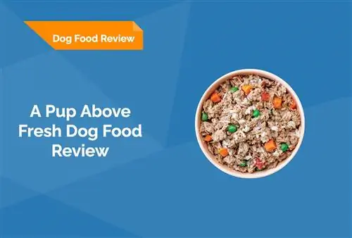 Un Pup Above Fresh Food Food Review 2023: Opinia expertului