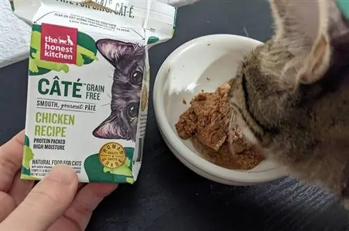 seekor kucing memakan resep ayam cate dapur yang jujur