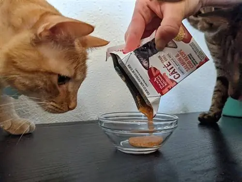 gatti che guardano la cucina onesta cate ricetta salmone e merluzzo