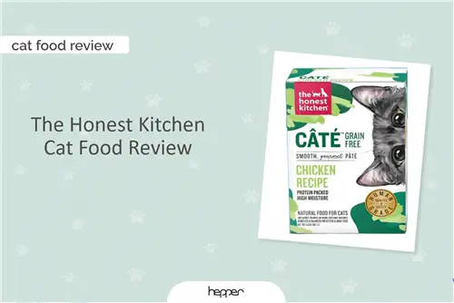 The Honest Kitchen Cat Food Review 2023: Vår experts åsikt