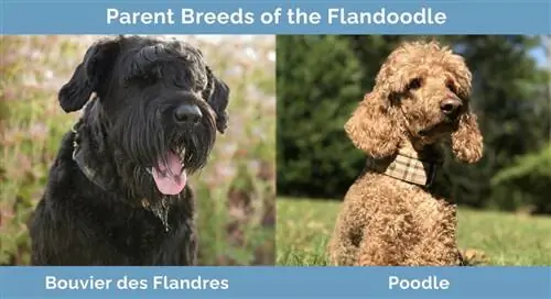 Races parentales du Flandoodle