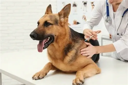 doktor haiwan memberi vaksin kepada anjing German Shepherd