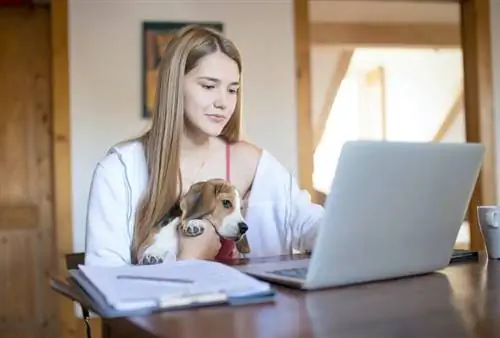 een vrouw die een laptop gebruikt met een beaglehond op schoot