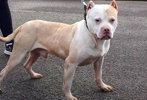 Amerika pitbull teryeri