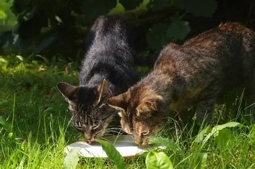 dua kucing minum susu di luar