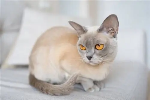 lilac Burmese ድመት ሶፋ ላይ ተቀምጣ