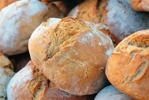 Gato pode comer pão? O que você precisa saber