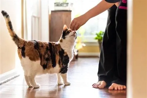 woman-holding-meat-treat-cat_Andriy-Blokhin_shutterstock