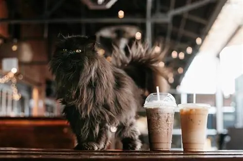 Swart Persiese kat wat naby koffiebestellings op tafel staan