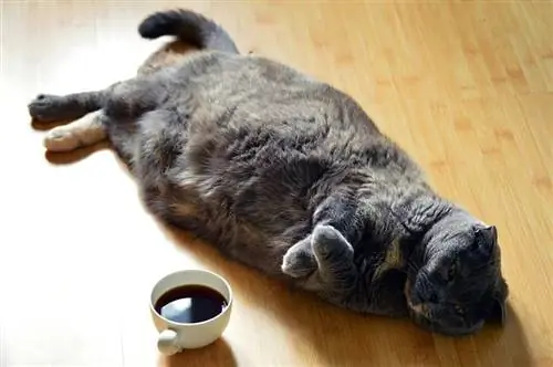 88 Nama Kopi untuk Kucing: Pilihan Teratas Kami untuk Kucing Berbahan Api Kafein Anda