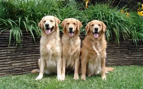 três golden retrievers