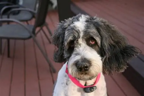 st Bernard poodle