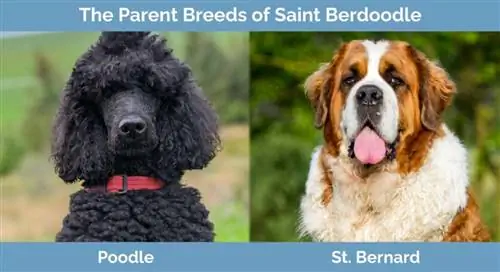 Mifugo ya wazazi ya Saint Berdoodle - Poodle na St. Bernard