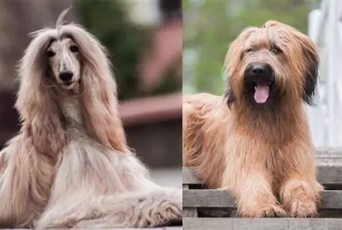 Afaird Afghan Hound Briard Mix