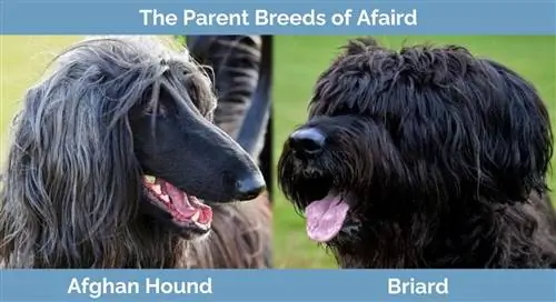 Las razas progenitoras del Afaird - Afghan Hound y Briard