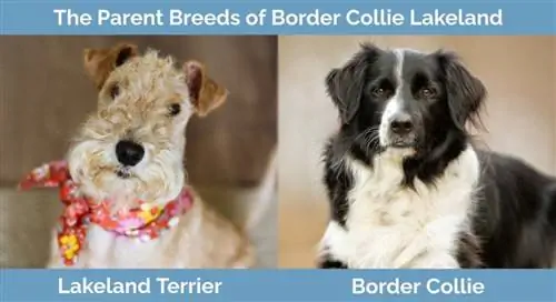 Forældreracer af Border Collie Lakeland