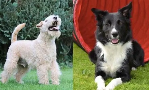 Border Collie Lakeland: Informationen zur Hunderasse, Bilder, Merkmale & Fakten