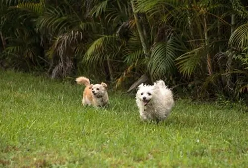 Chestie (Chihuahua & Westie Mix) ข้อมูล รูปภาพ นิสัย ข้อเท็จจริง