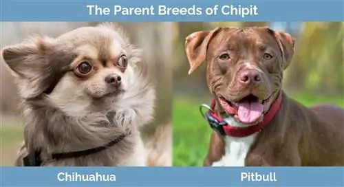 A Chipit szülőfajtái - Chihuahua és Pitbull