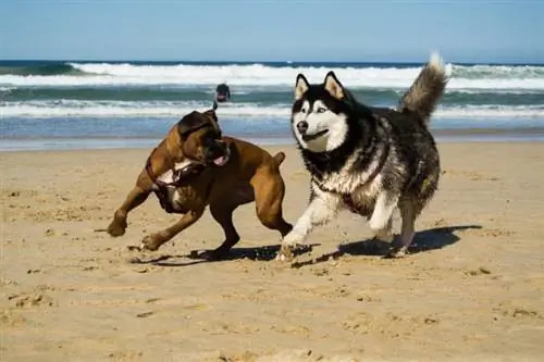 boxejador husky siberià