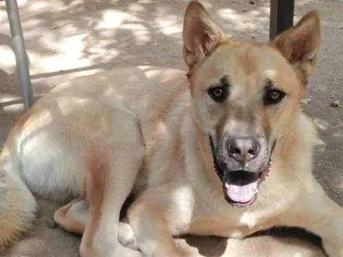 Boxer & Husky Mix (Boxsky) - It zoti haqida ma'lumot: rasmlar, xususiyatlar