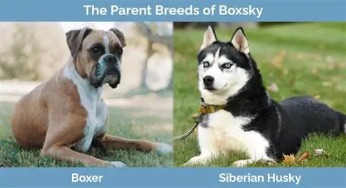 Boxsky'nin Ebeveyn Irkları