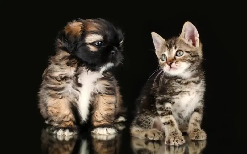 shih tzu puppy dan tabby kitten bersebelahan