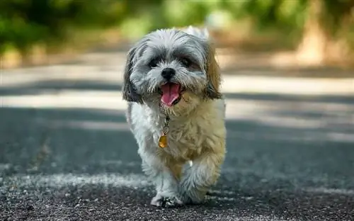 shih tzu ውሻ ምላስ ወጥቶ ከቤት ውጭ እየሮጠ ነው።