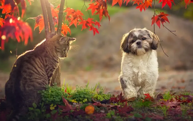 Apakah Shih Tzu Baik Dengan Kucing? Apa yang perlu Anda ketahui