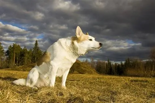 Un câine stă și se bucură de soare, în pădure de fundal și nori întunecați