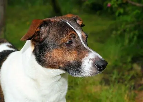 Bull Jack (angol bulldog & Jack Russell terrier keverék) Információ, képek, tények