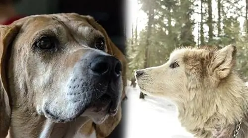 Mally Foxhound (Alaskan Malamute & Foxhound Mix) اطلاعات، تصاویر