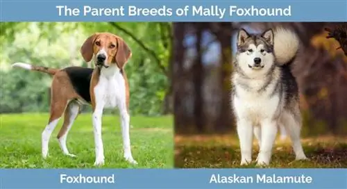 Mally Foxhound szülőfajtái