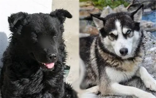 Sheepsky (Croatian Sheepdog & Husky Mix) ინფორმაცია, სურათები, თვისებები