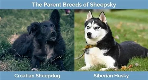 Races parentales de Sheepsky