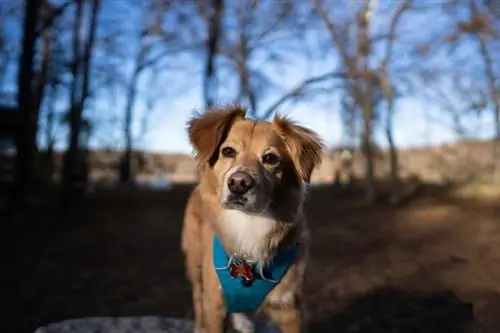 Gollie (Golden Retriever & Collie Mix) Տեղեկություններ, նկարներ, հատկություններ, փաստեր