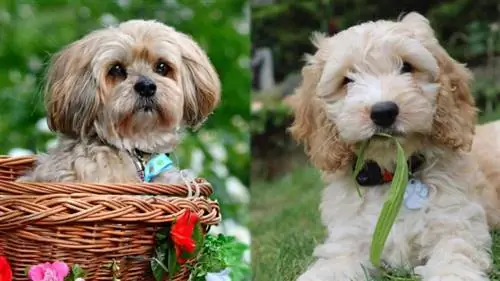 Lacasapoo (Cockapoo & Lhasa Apso Mix) Informácie, obrázky, vlastnosti