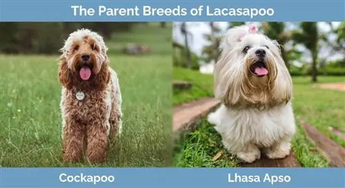 Razas parentales de Lacasapoo