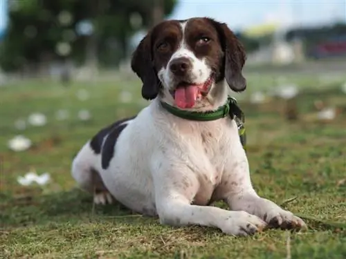 Engelsk Speagle (Beagle & Engelsk Toy Spaniel Mix) Info, billeder