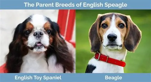 Razas parentales de speagle inglés