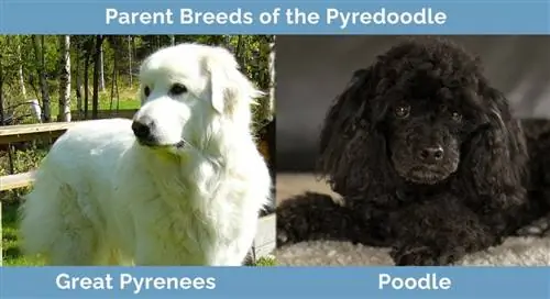 Razas progenitoras del Pyredoodle