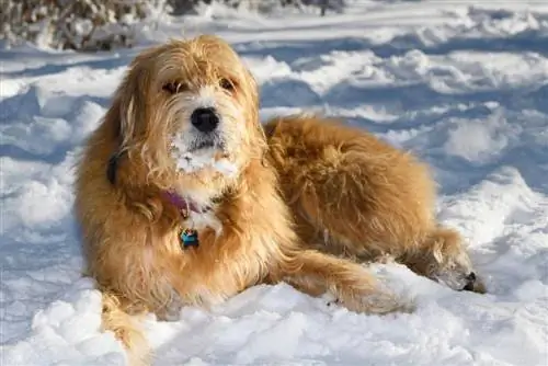 Pyredoodle (Poodle & Great Pyrenees Mix): তথ্য, ছবি, বৈশিষ্ট্য