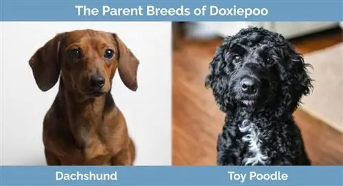 Doxiepoo এর মূল জাত