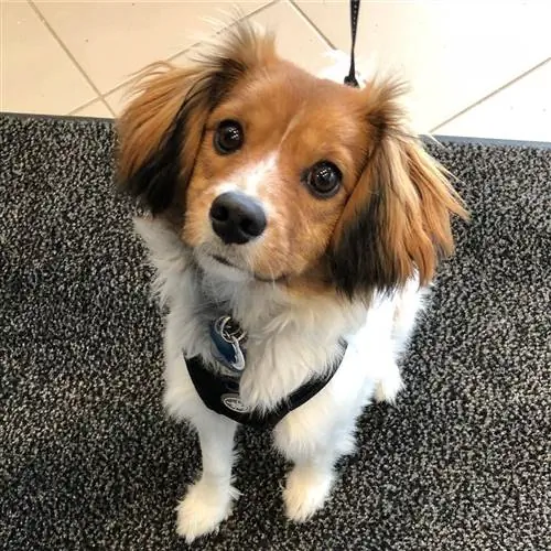 Cavalon (Përzierja e King Charles Spaniel Papillon): Informacion, Foto, Fakte, Veçori