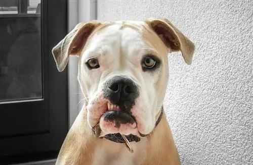 Olde Double Bully (Bulldog & Olde English Bulldogge Mix): informacije, slike, činjenice