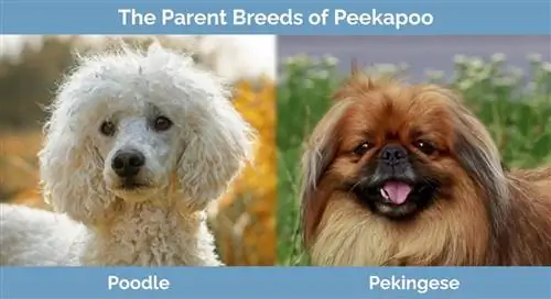 Peekapoo'nun ebeveyn ırkları - Kaniş ve Pekingese