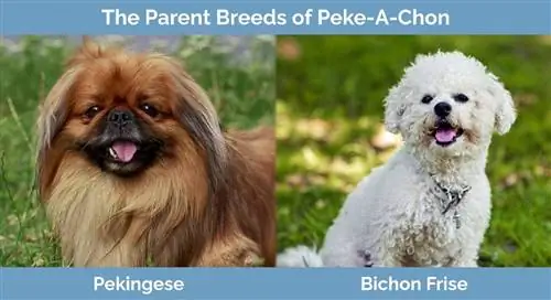 พ่อแม่พันธุ์ของ Peke-A-Chon - Pekingese และ Bichon Frise