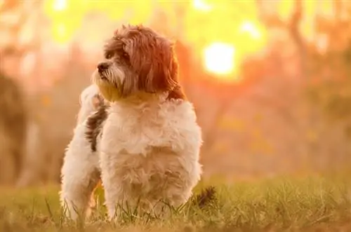 Peke-A-Chon (Bichon Frise & Pekingese Mix): Információ, képek, tulajdonságok